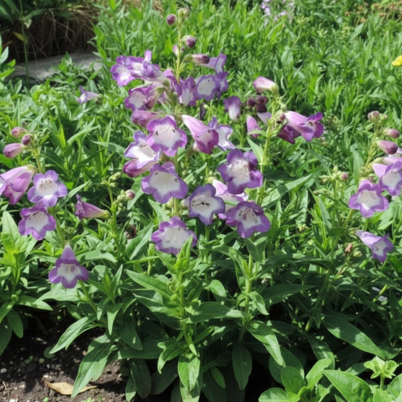 Penstemon Pensham Czar