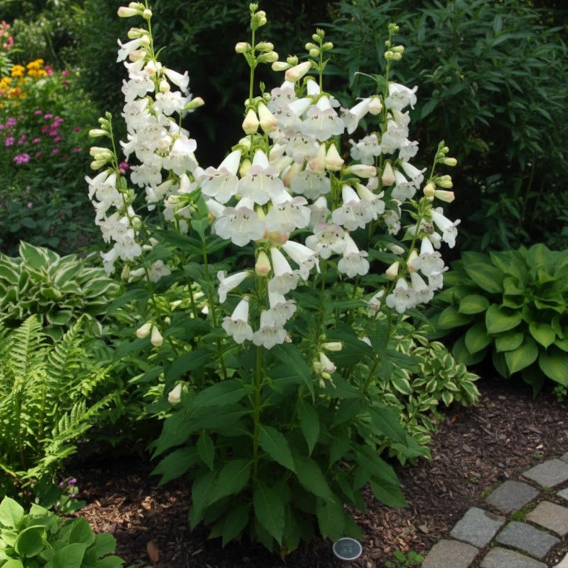 Penstemon Pensham Wedding Day