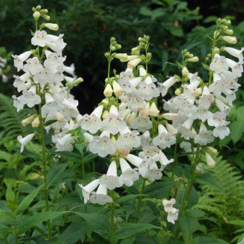 Penstemon Pensham Wedding Day