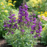 Penstemon Russian River