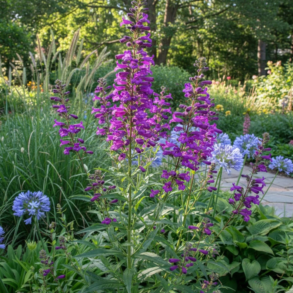 Penstemon Russian River