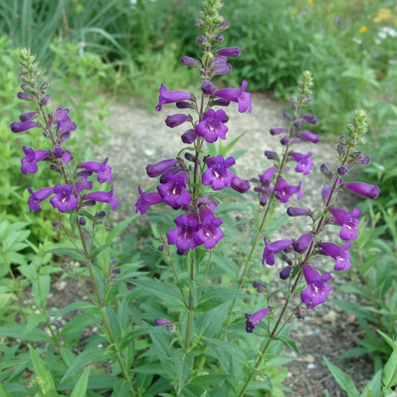 Penstemon Russian River