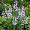 Penstemon Sour Grapes