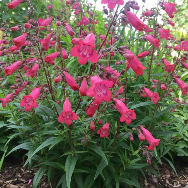 Penstemon Southgate Gem