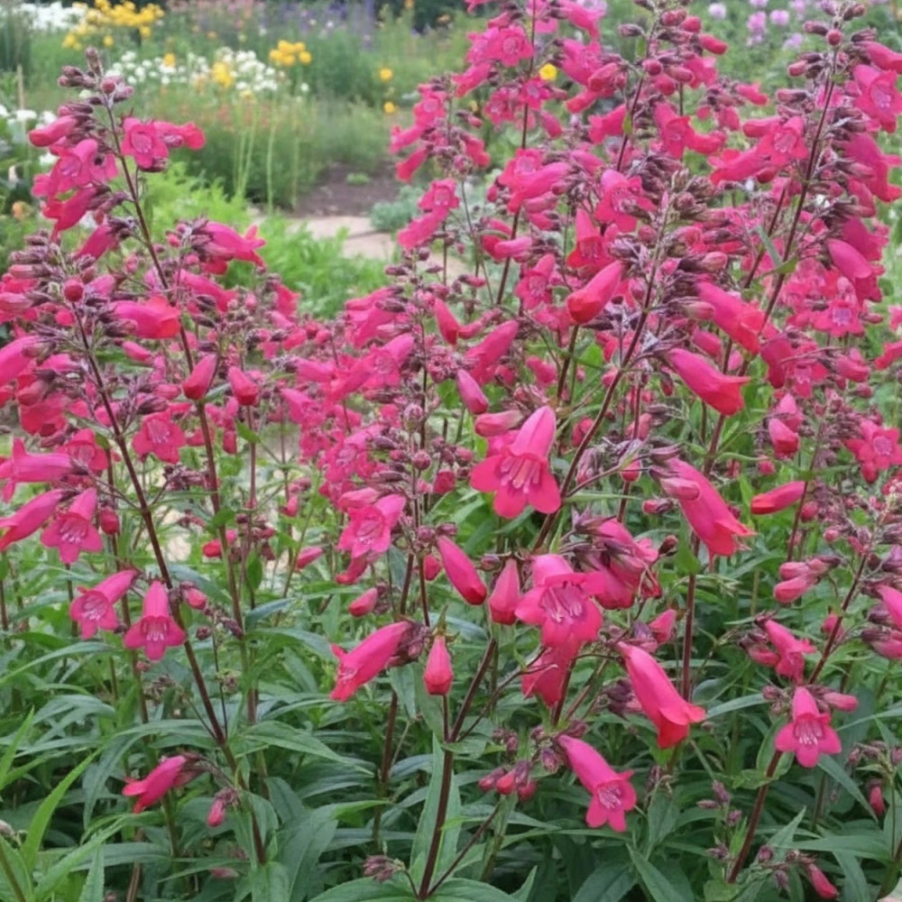 Penstemon Southgate Gem