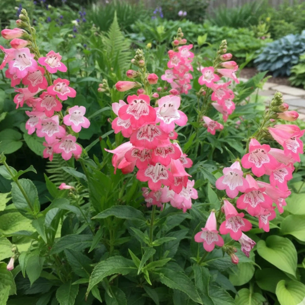 Penstemon Souvenir d'Adrien Régnier Penstemon Souvenir d'Adrien Régnier