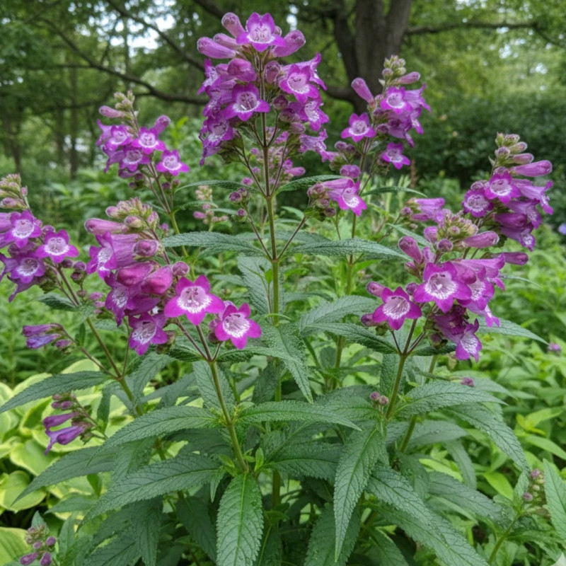Penstemon Vesuvius