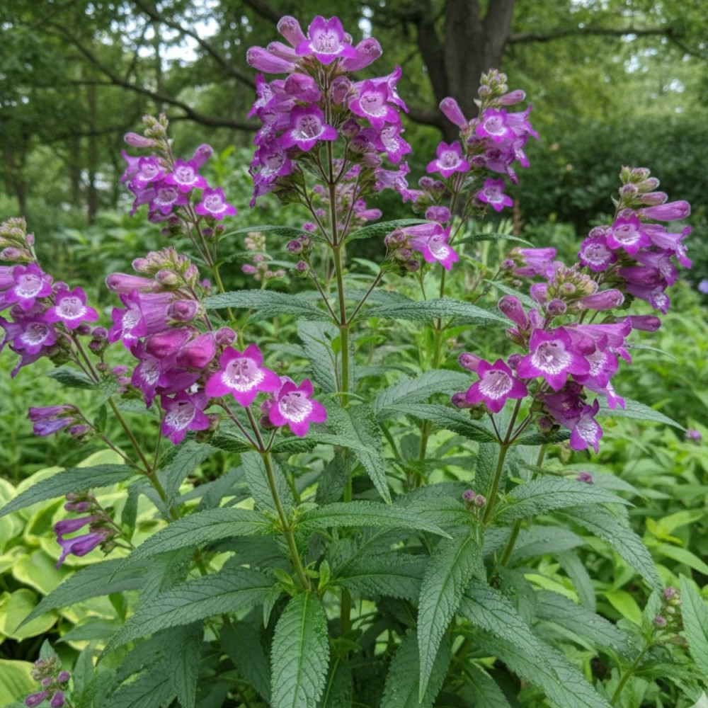Penstemon Vesuvius