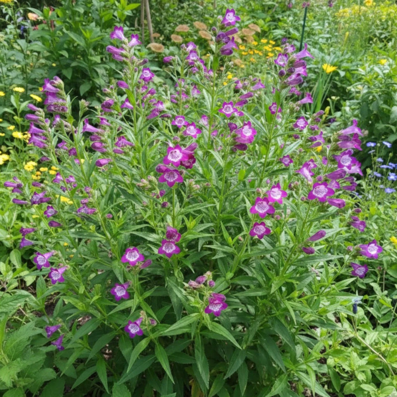 Penstemon Vesuvius