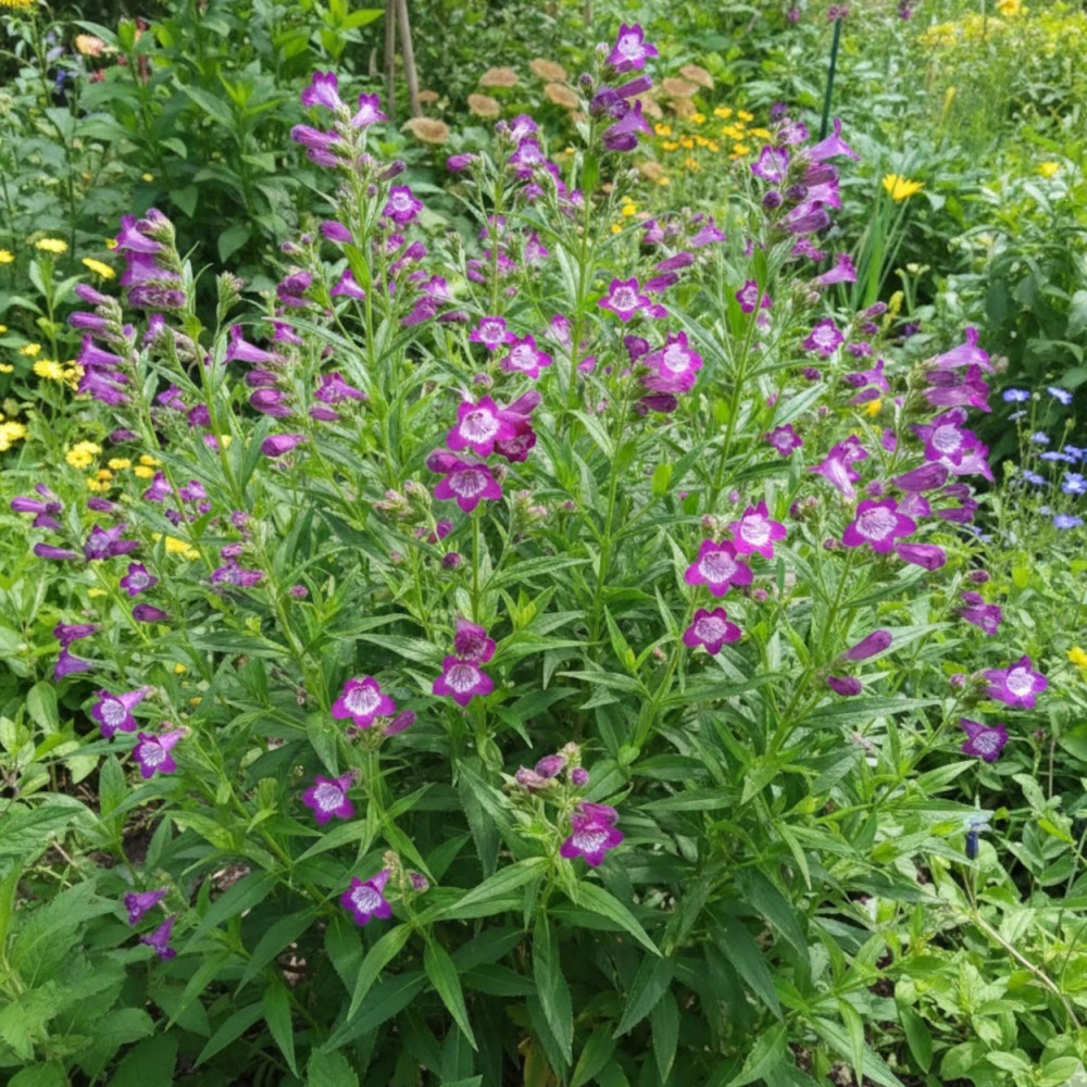 Penstemon Vesuvius