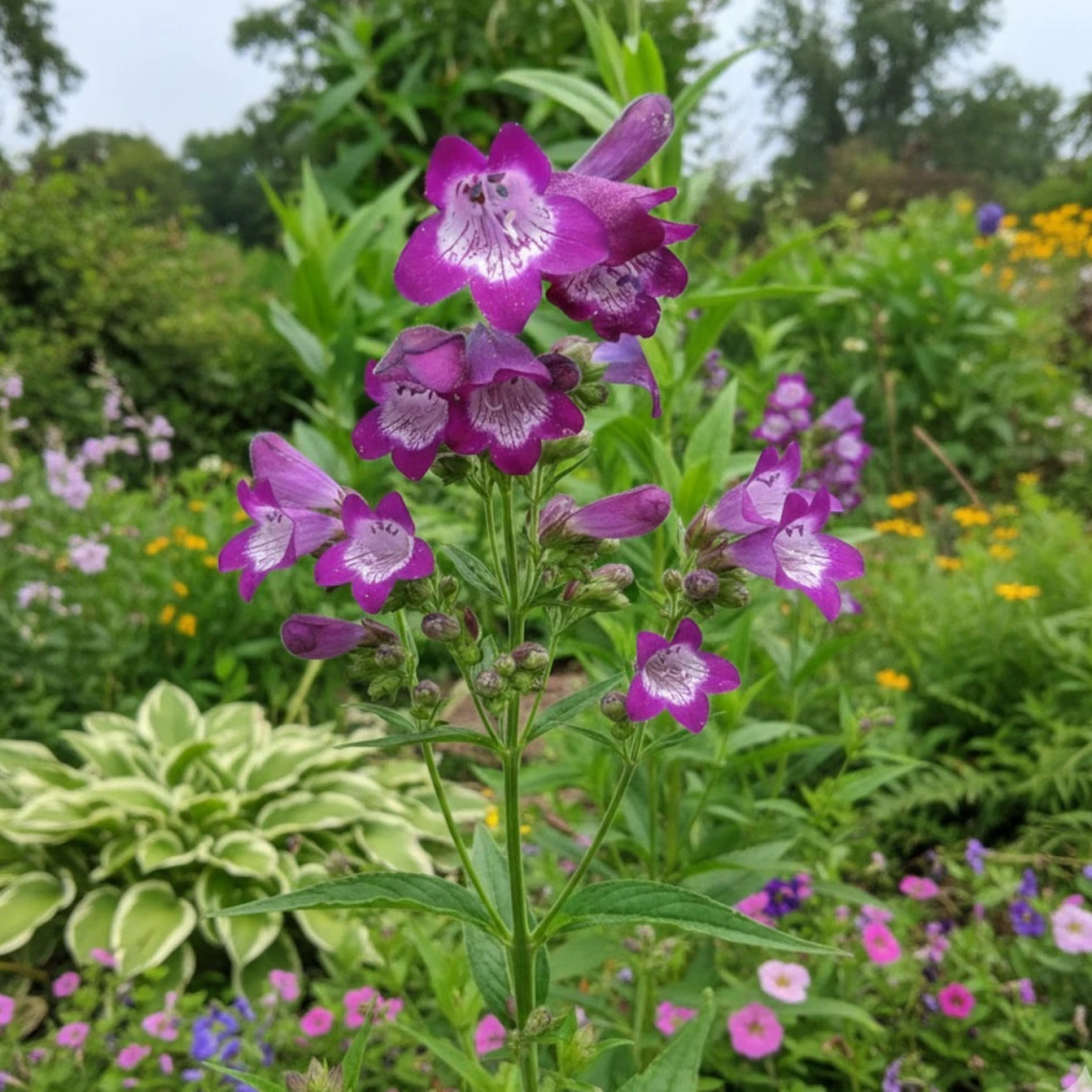 Penstemon Vesuvius