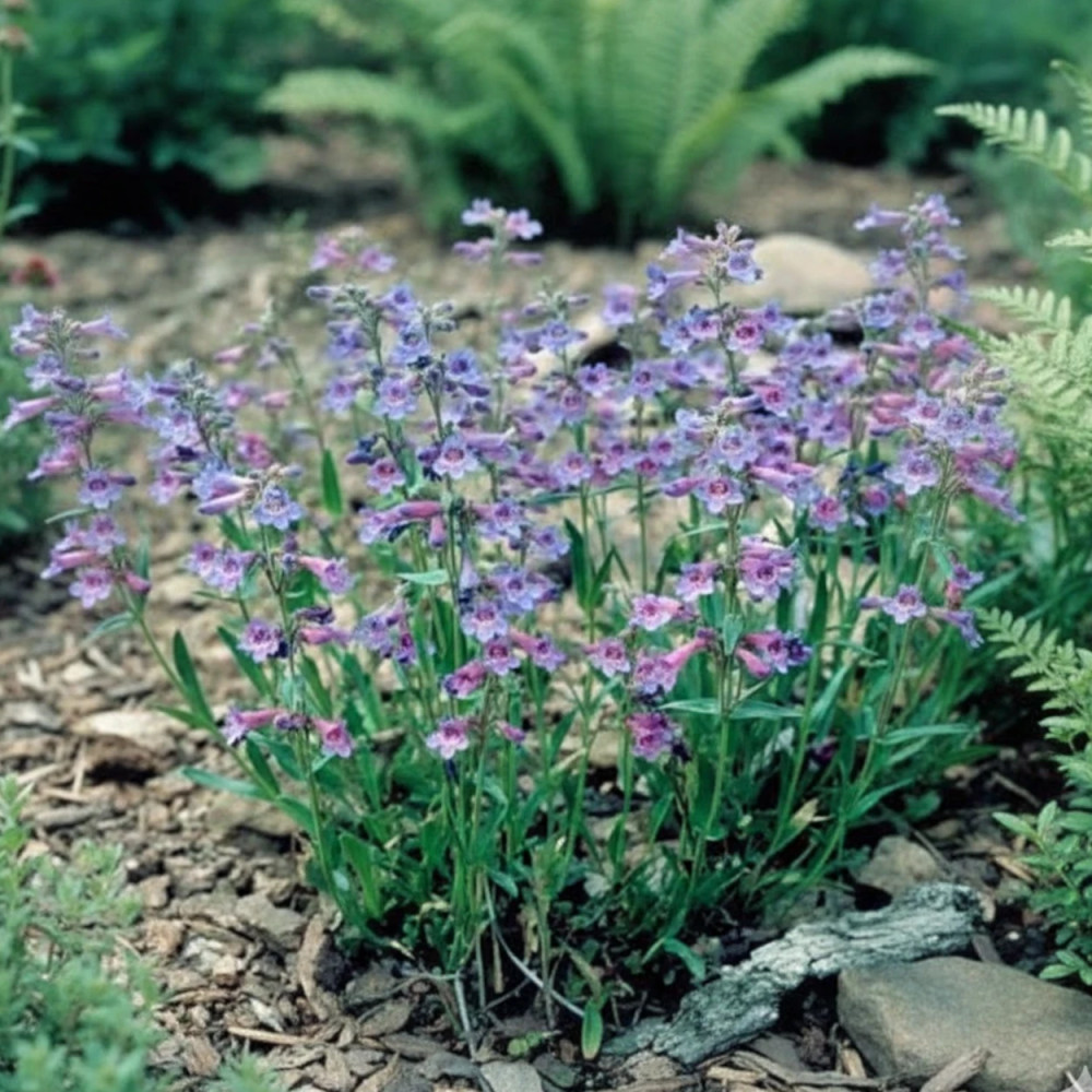 Penstemon virens