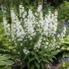 Penstemon White Bedder