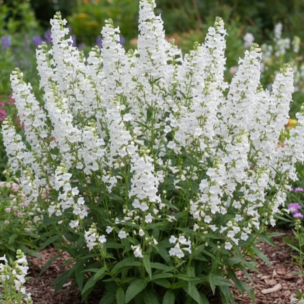 Penstemon White Bedder Penstemon White Bedder
