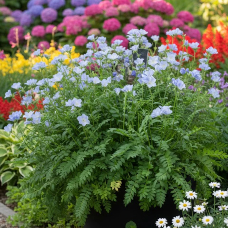 Polémoine bleue, Polemonium, Valériane