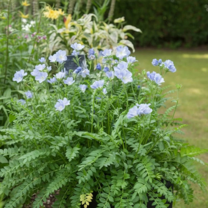 Polémoine bleue, Polemonium, Valériane