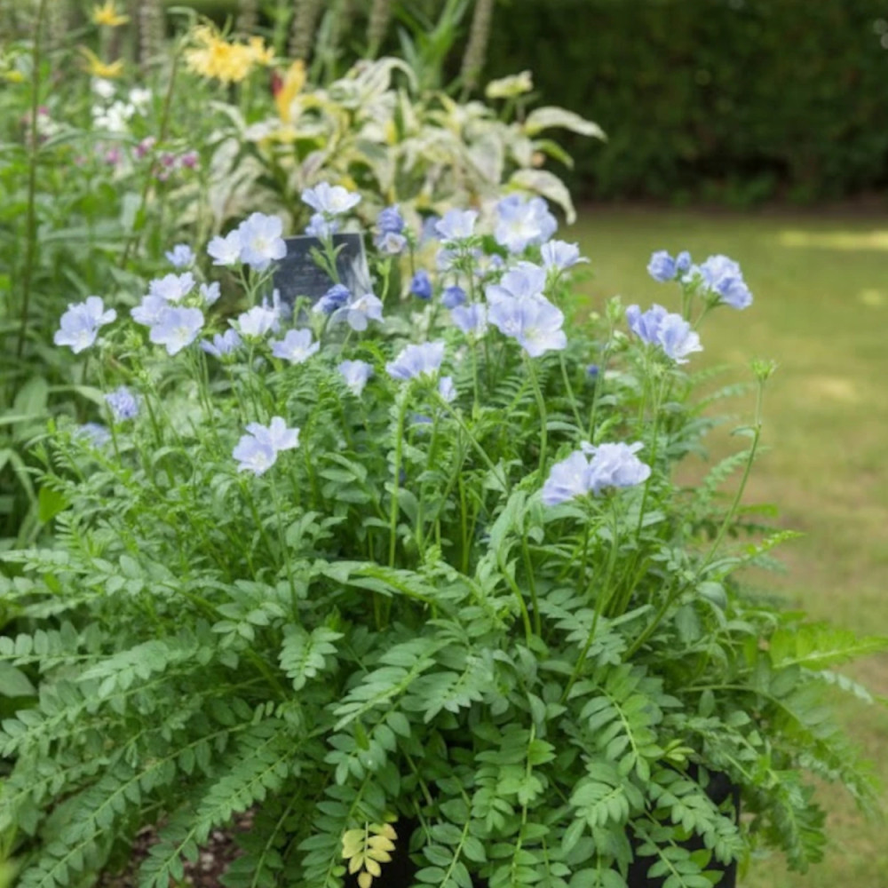 Polémoine bleue, Polemonium, Valériane