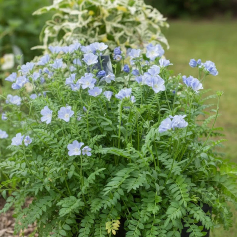 Polémoine bleue, Polemonium, Valériane