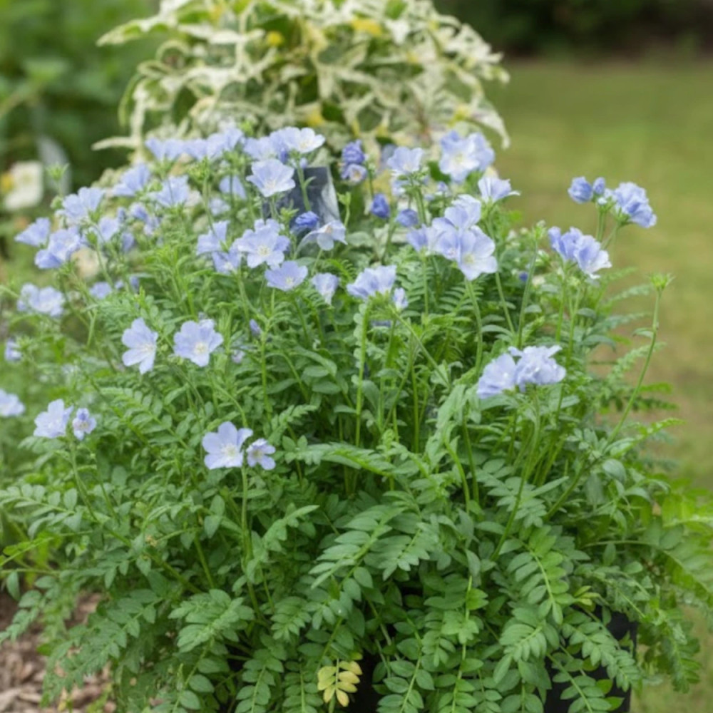 Polémoine bleue, Polemonium, Valériane