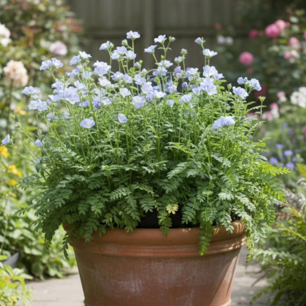 Polémoine bleue, Polemonium, Valériane
