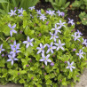 Pratia pedunculata