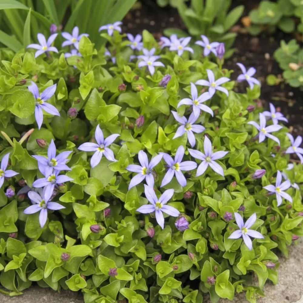 Pratia pedunculata