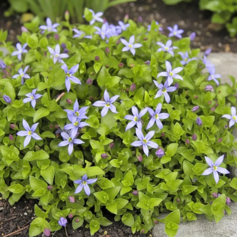 Pratia pedunculata