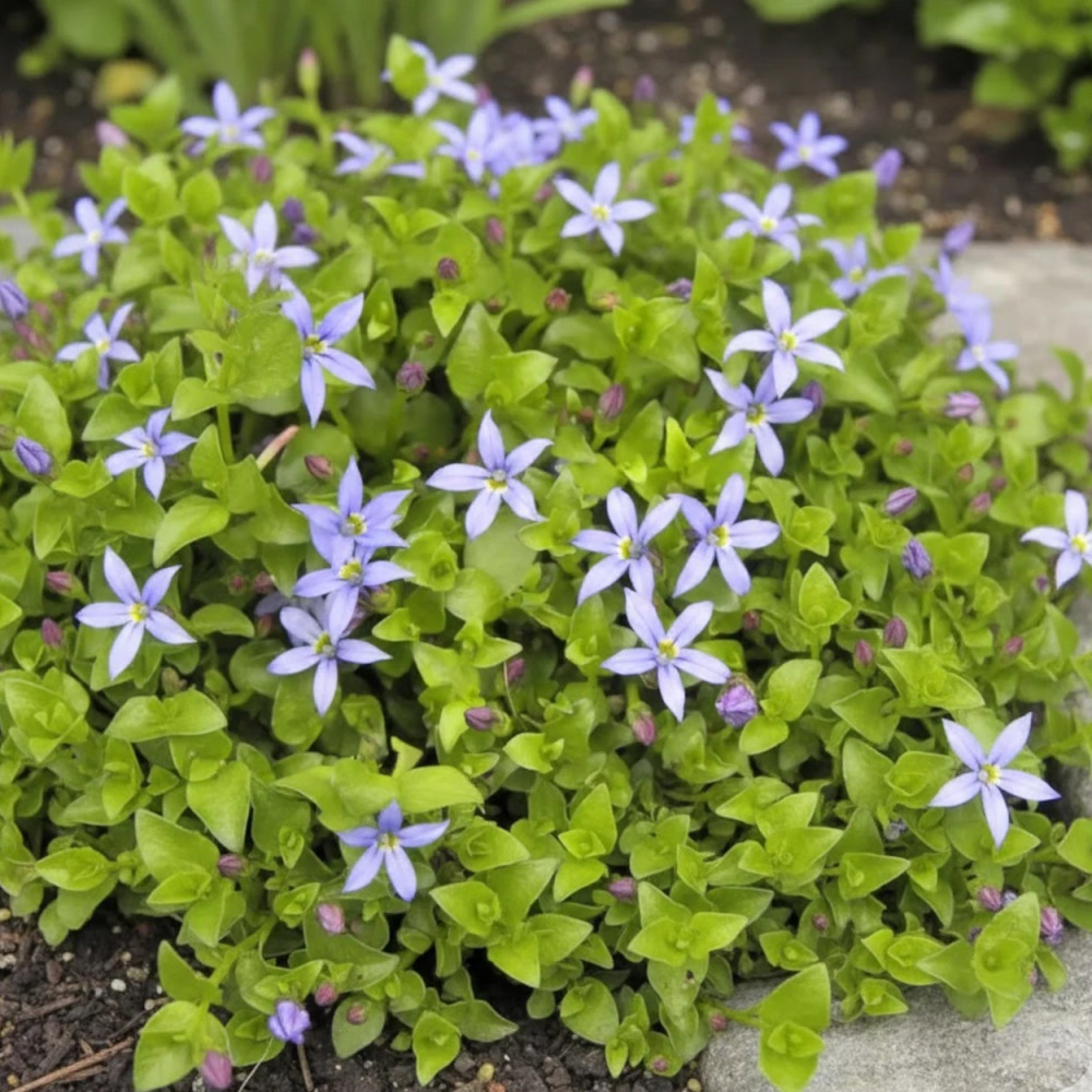 Pratia pedunculata