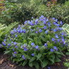 Pulmonaire Azurea