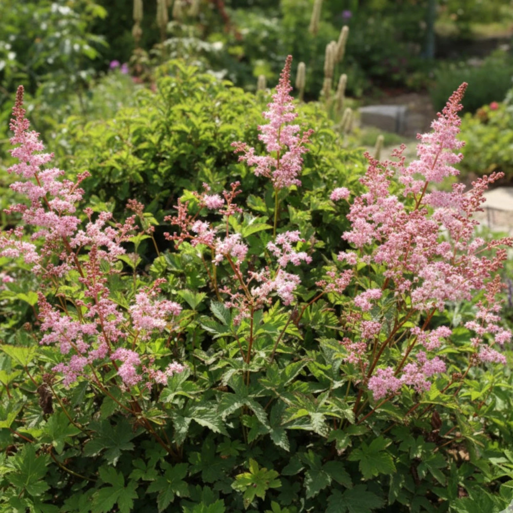 Reine des prés Kahome, Filipendula