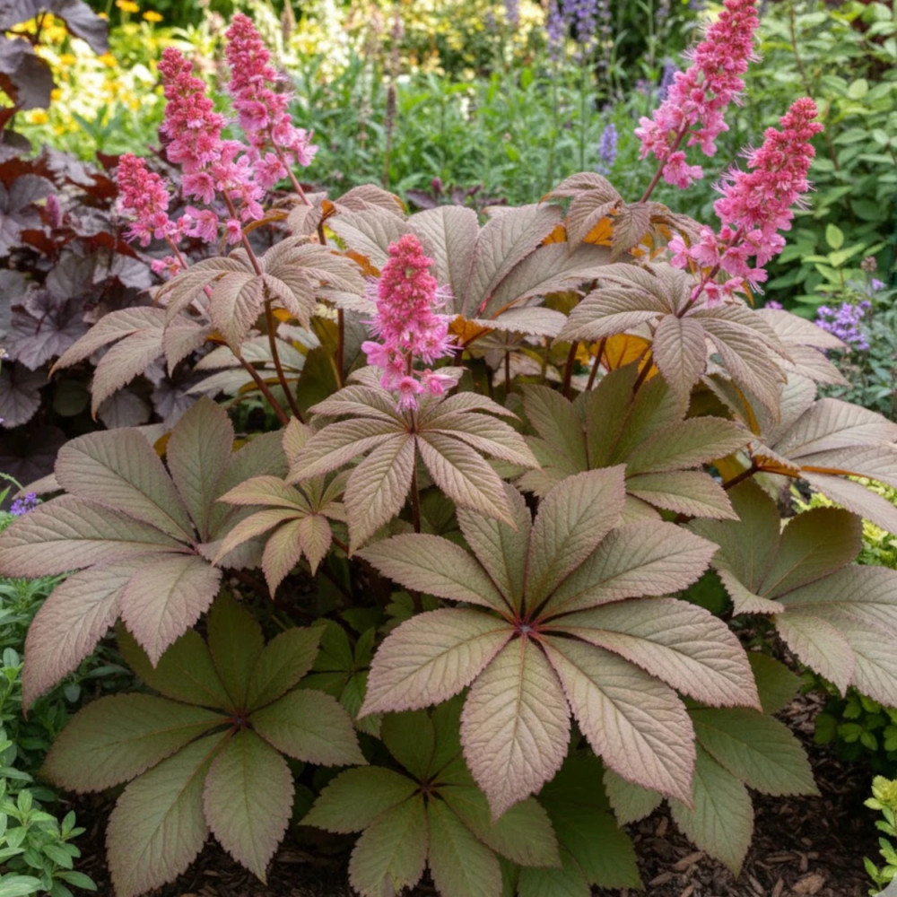 Rodgersia Bronze Peacock