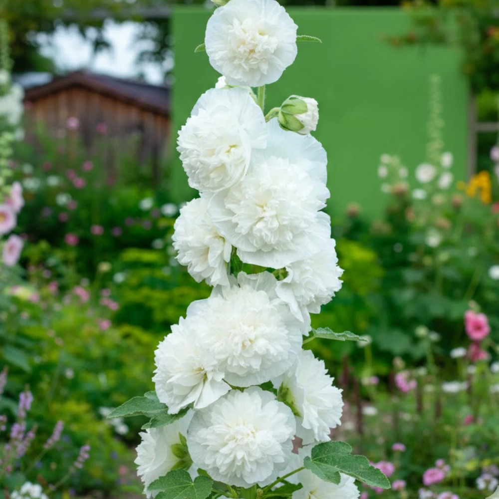 Rose trémière Chater's Double Blanc