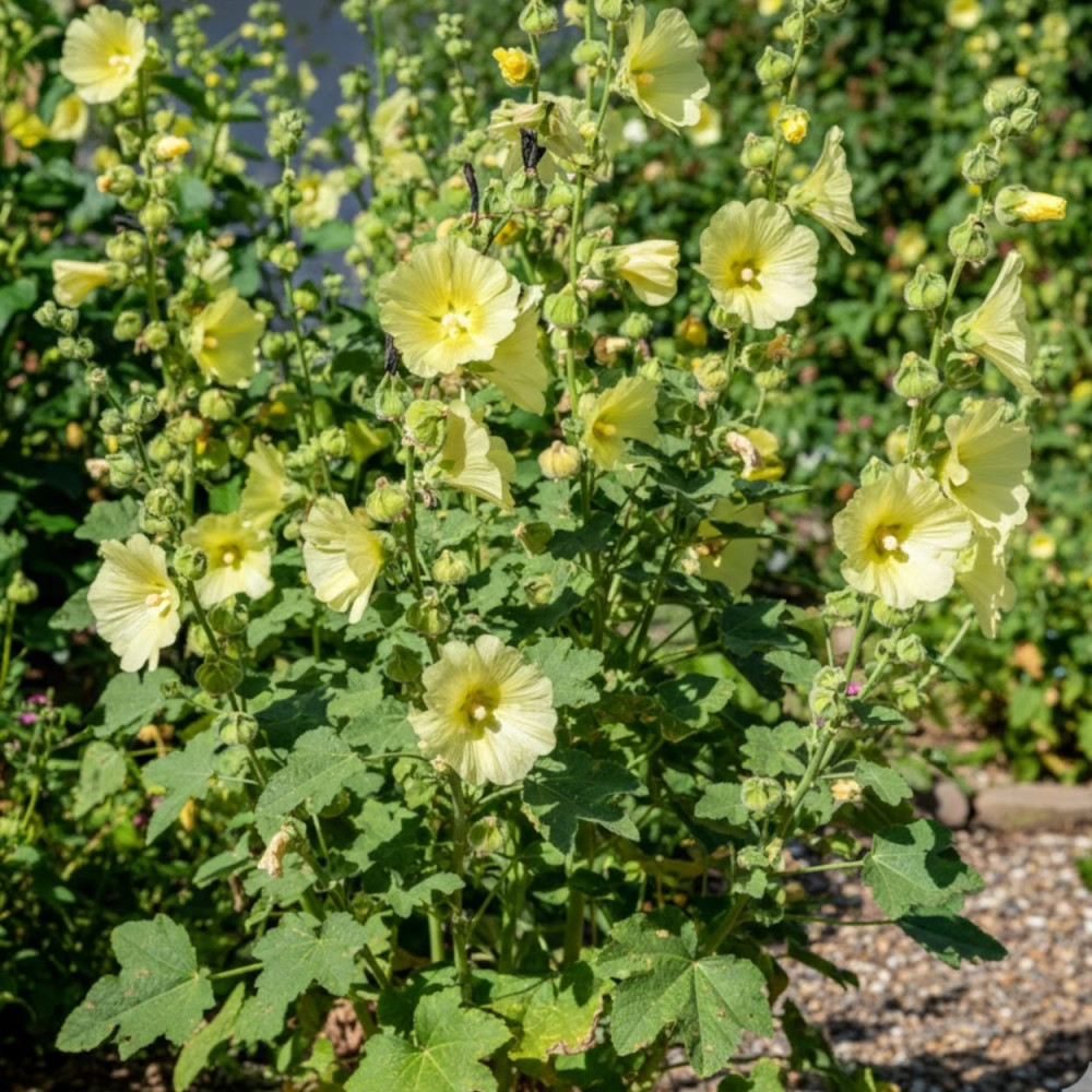 Rose trémière Russe Rose trémière Russe