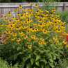 Rudbeckia à trois feuilles