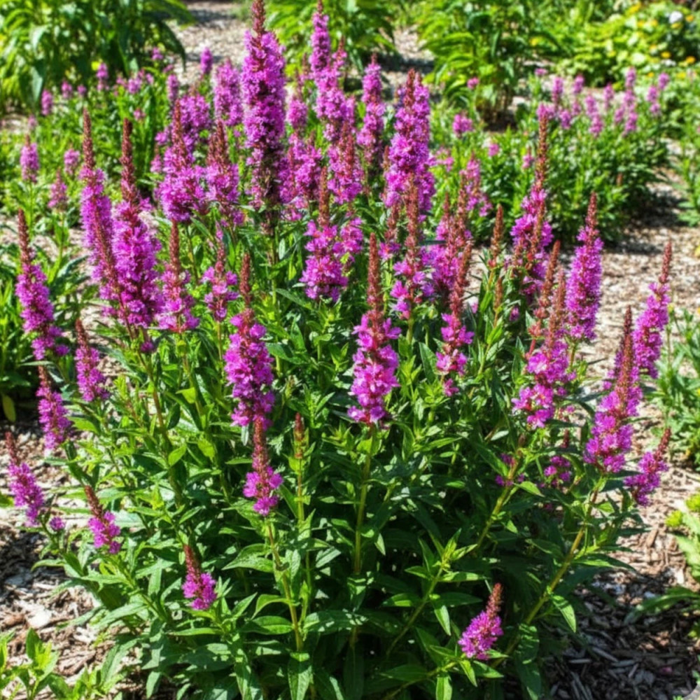 Salicaire Blush, Lythrum