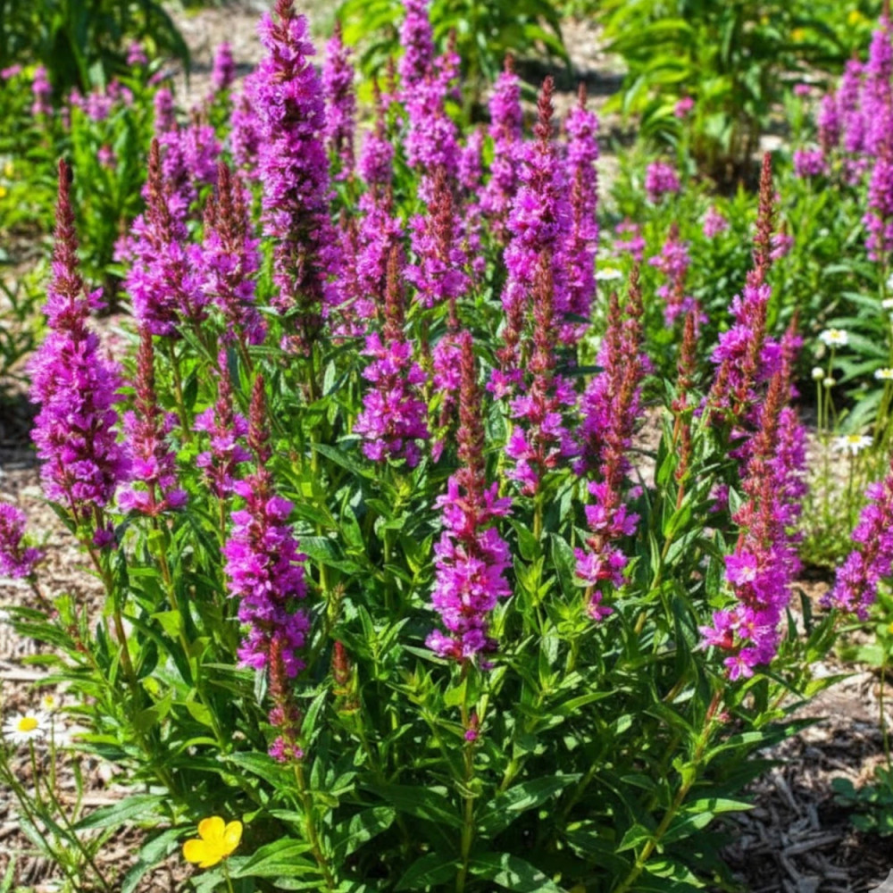 Salicaire Blush, Lythrum