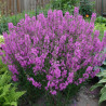 Salicaire Rose Queen, Lythrum