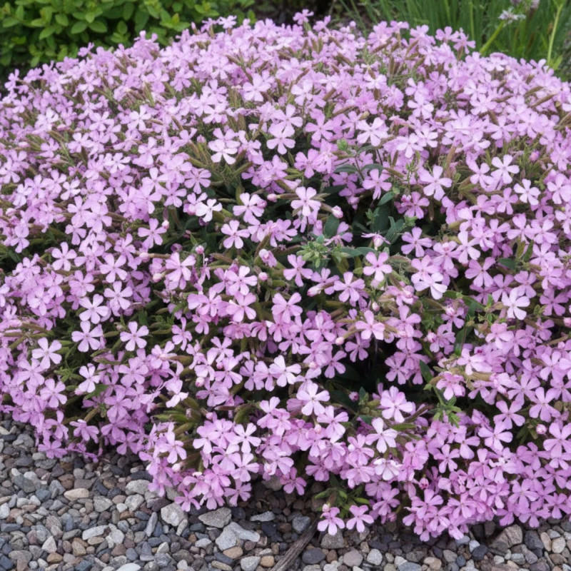 Saponaire couvre-sol Max Frei