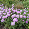 Scabieuse Pincushion Pink