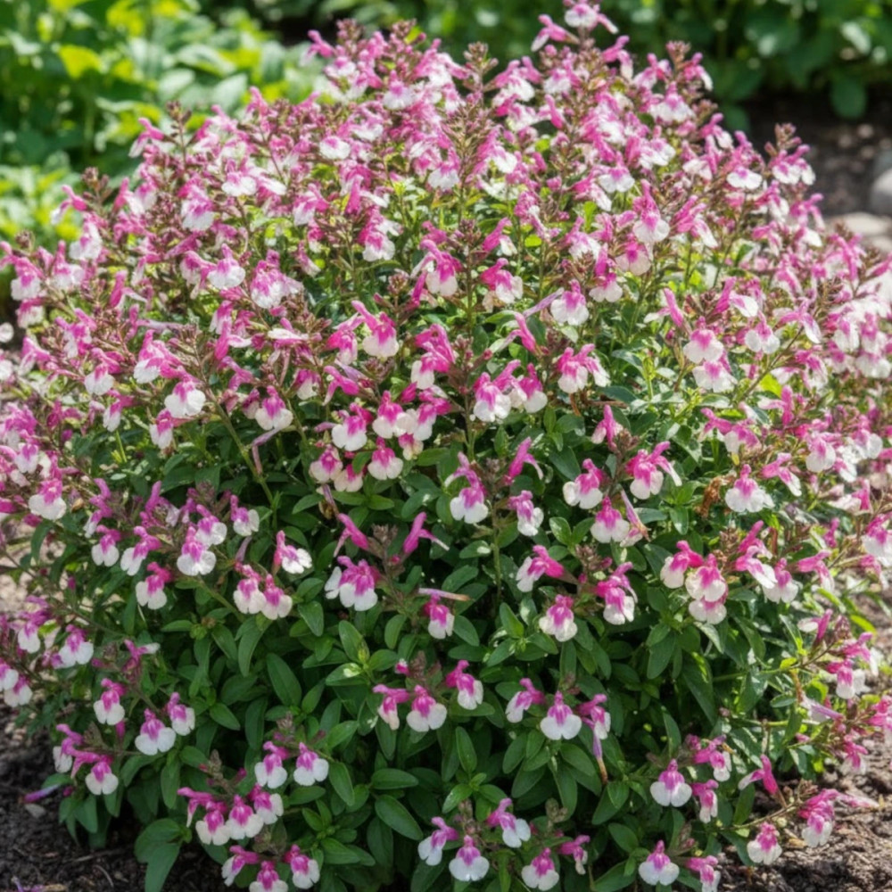 Sauge d'automne Mirage™ Rose Bicolor