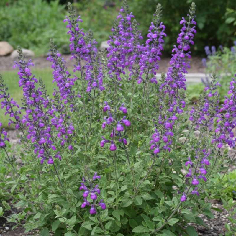 Sauge d'automne Mirage™ Violet