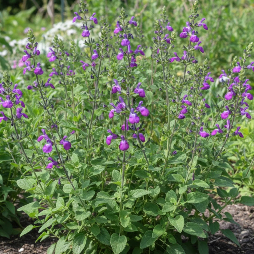 Sauge d'automne Mirage™ Violet