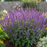 Sauge des bois New Dimension Blue