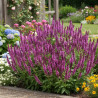 Sauge des bois Rose Queen