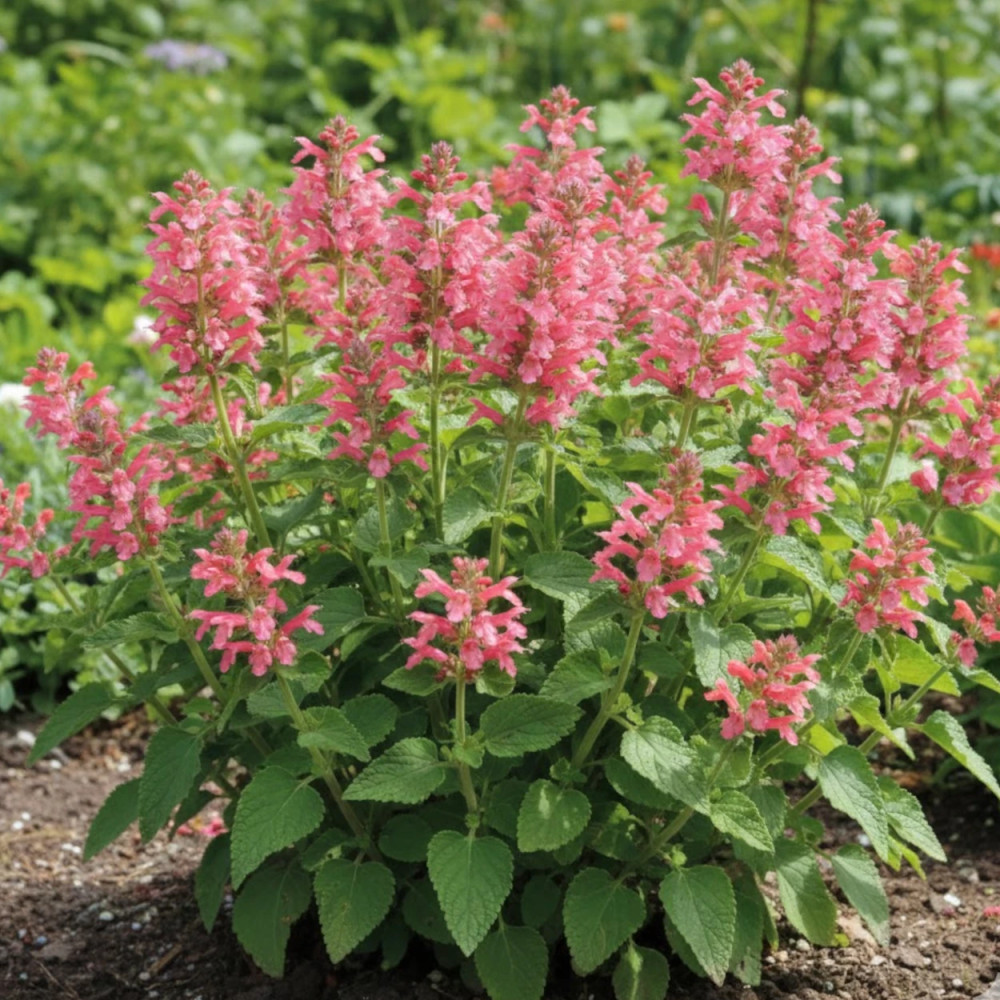 Epiaire coccinea, Stachys