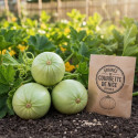 Graines de Courgette De Nice - Prix malin