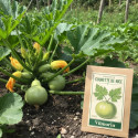 Graines de Courgette De Nice - Vilmorin