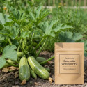 Graines de Courgette Greyzini HF1 - Sans traitement