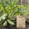 Graines de Courgette Greyzini HF1 - Sans traitement - Vilmorin