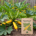 Graines de Courgette Jaune Orelia HF1 - Vilmorin